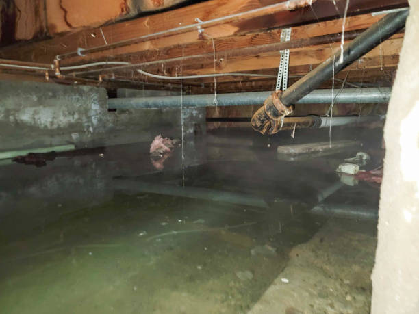 Best Water damage restoration specialists  in New Market, VA