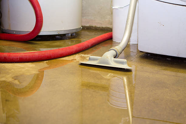 Best Mold removal after water damage  in New Market, VA
